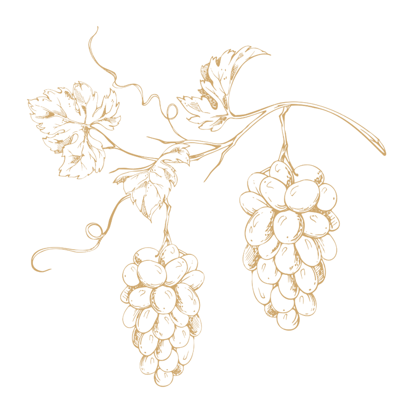 Esboço de uvas e videira